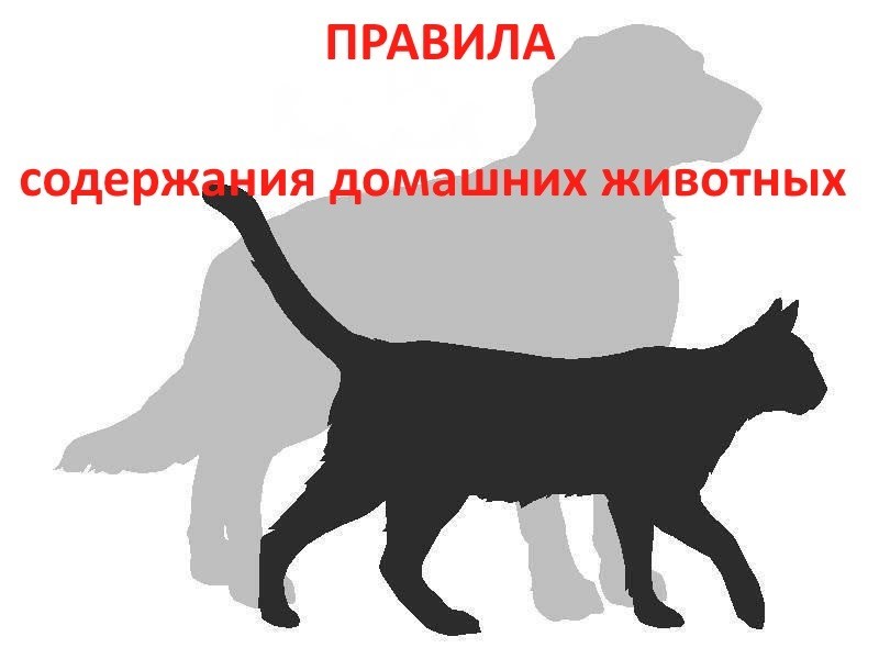 Требования содержания домашних животных в соответствии с ФЗ
